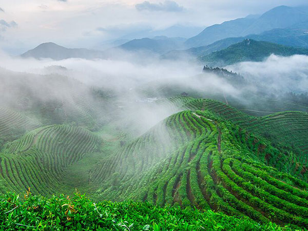 云霧繚繞、生態、有機茶園一角